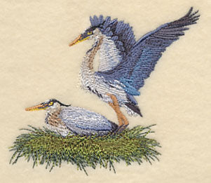 Great Blue Herons Nesting - Image 2