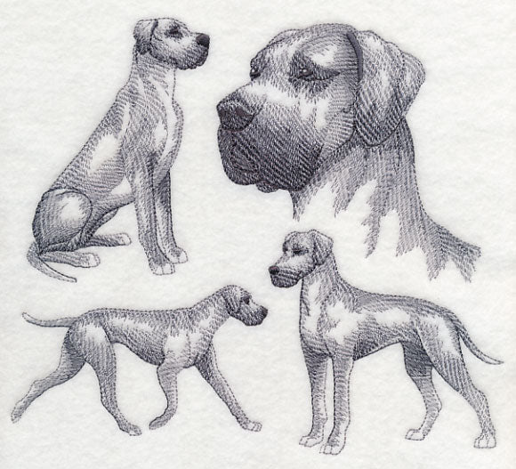 Great Dane Sketch (Full Ears) - Image 4