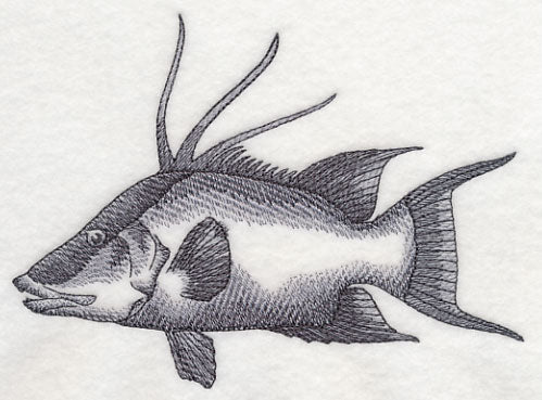 Hogfish Sketch - Image 2