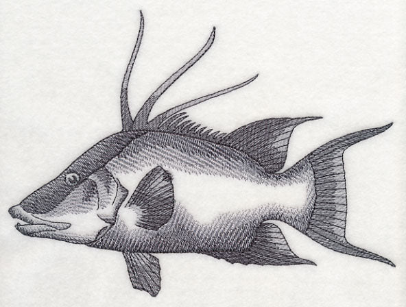 Hogfish Sketch - Image 4
