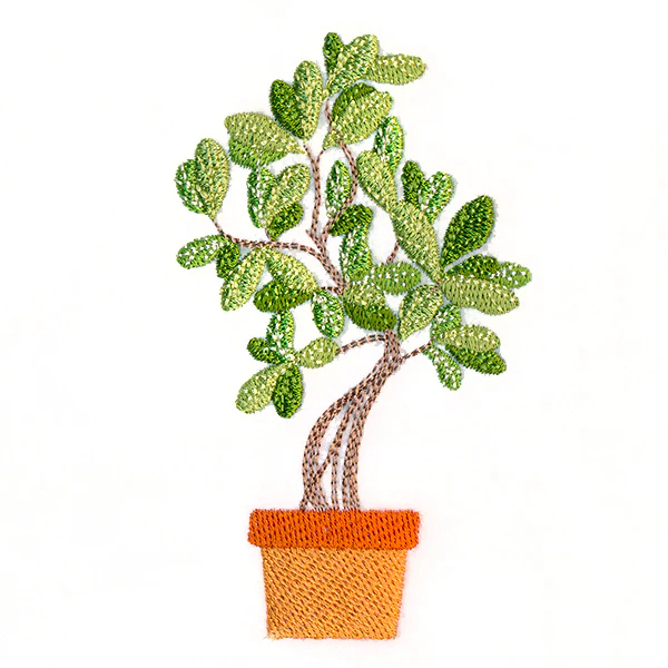 Houseplant Heaven - Indian Banyan - Image 3