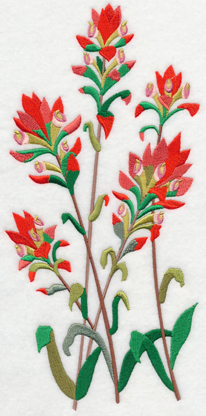 Indian Paintbrush 1 - Image 5
