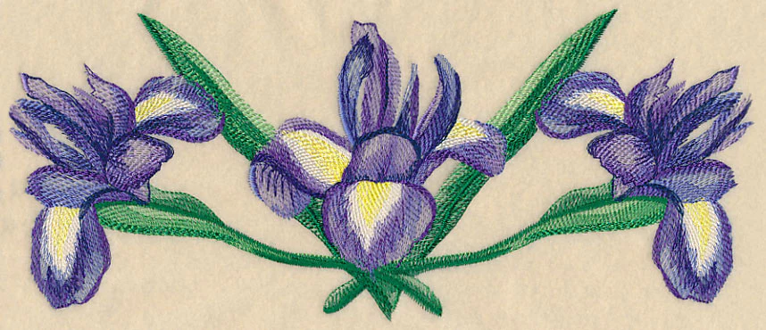 Iris Border in Watercolor