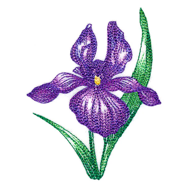 Iris in Bloom