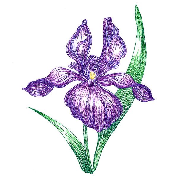 Iris in Bloom - Image 2