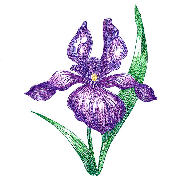 Iris in Bloom - Image 3