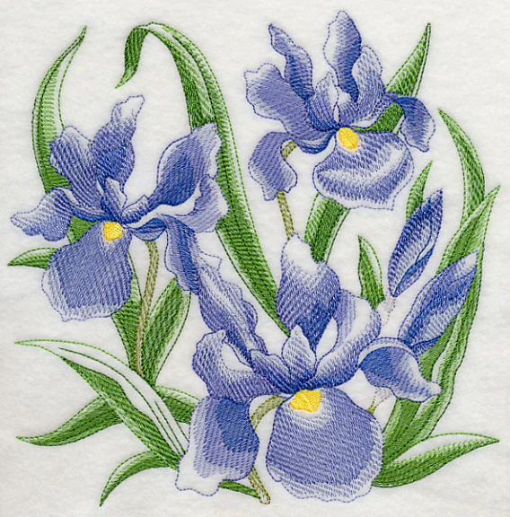 Iris Sketch