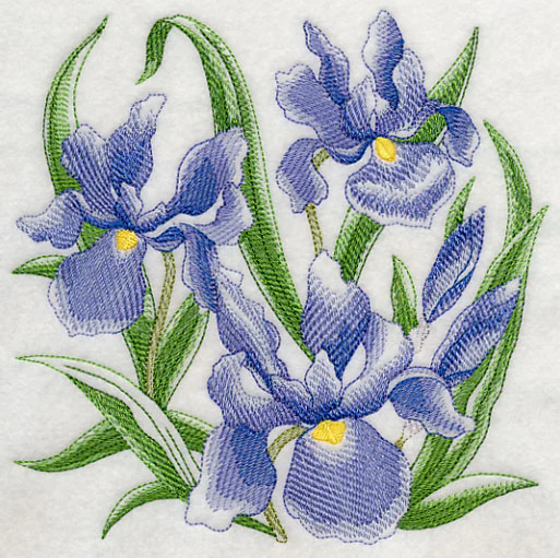 Iris Sketch - Image 2