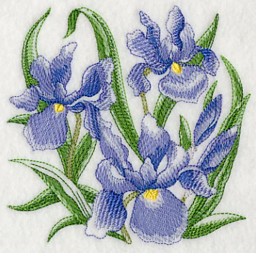 Iris Sketch - Image 4