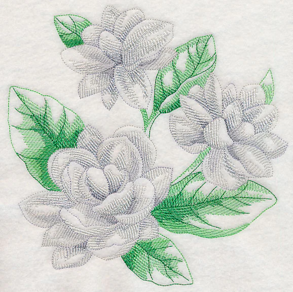 Jasmine Sketch