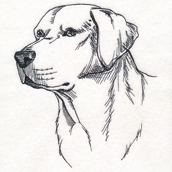 Labrador Retriever Portrait Etching - Image 7