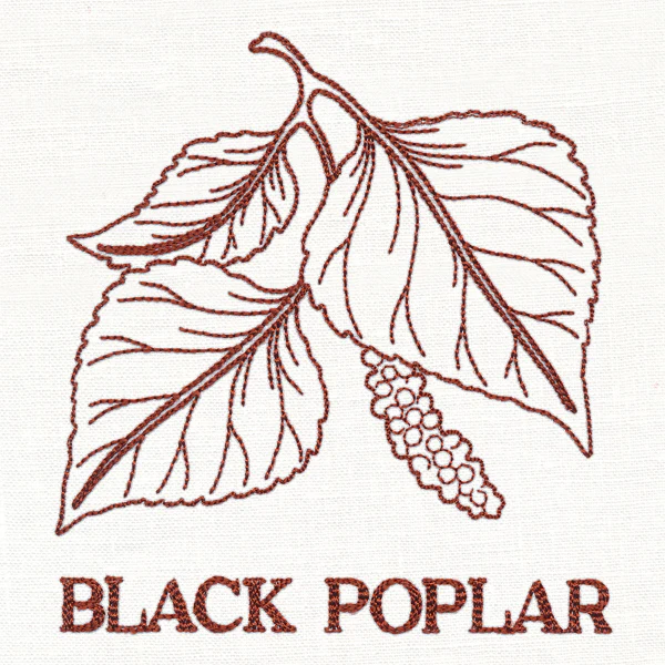 Leafy Botanicals - Black Poplar - Image 2