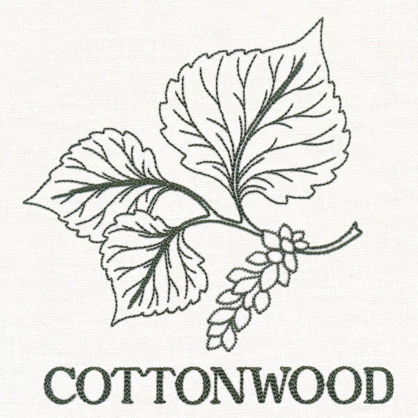 Leafy Botanicals - Cottonwood - Image 4