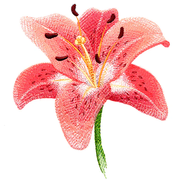 Lily in Bloom - Image 3