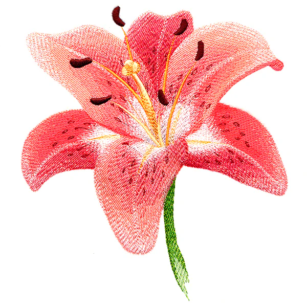 Lily in Bloom - Image 7