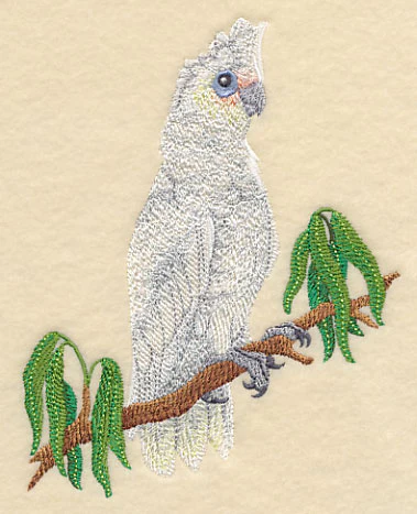 Little Corella - Image 3