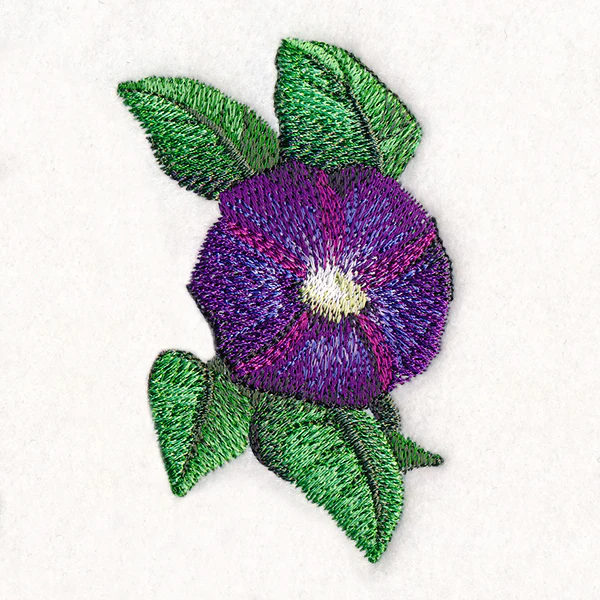 Lively Morning Glory - Image 4