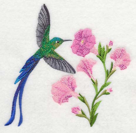 Long-tail Sylph Hummingbird - Image 3