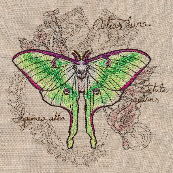 Luna Moth Collage - Image 3
