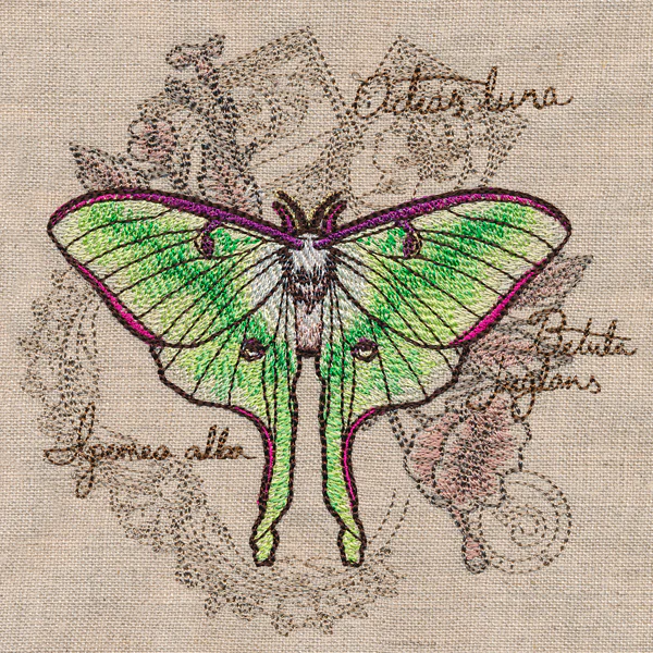 Luna Moth Collage - Image 4