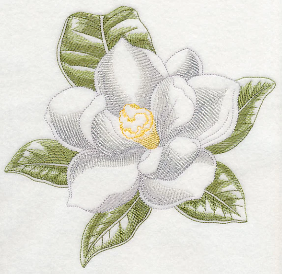 Magnolia Beauty