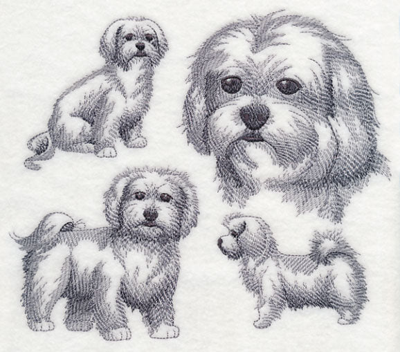 Maltese Sketch - Image 4
