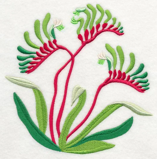 Mangles Kangaroo Paw - Image 2