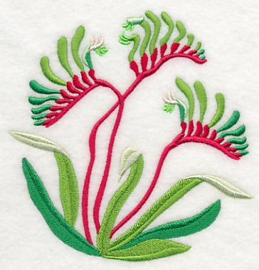 Mangles Kangaroo Paw - Image 4