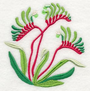 Mangles Kangaroo Paw - Image 5