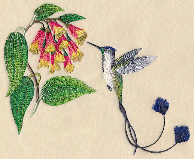 Marvelous Spatuletail Hummingbird - Image 4