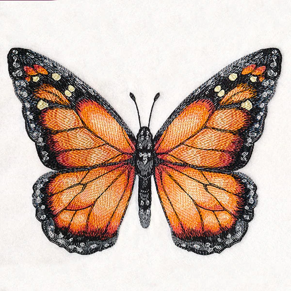 Monarch Specimen - Image 3