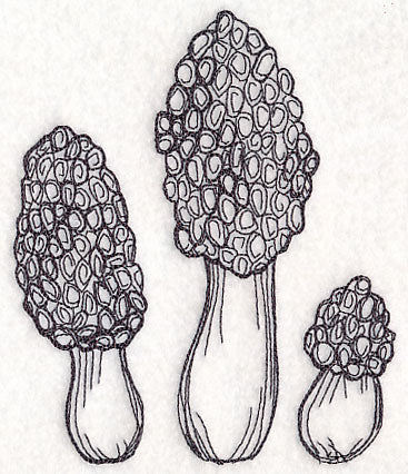 Morel Mushroom Etching - Image 4
