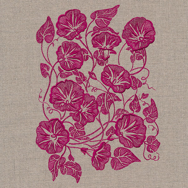 Morning Glory Feature - Image 13