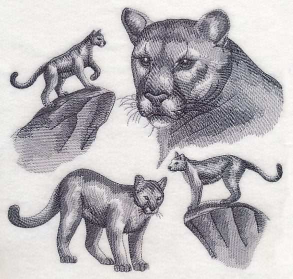 Mountain Lion Sketch - Image 5