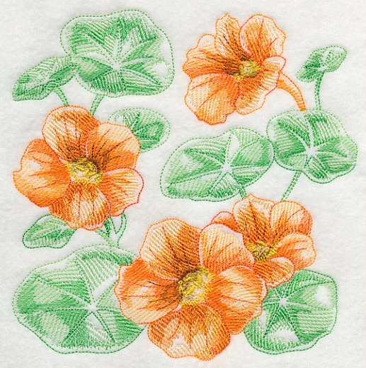 Nasturtium Sketch - Image 2