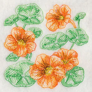 Nasturtium Sketch - Image 5