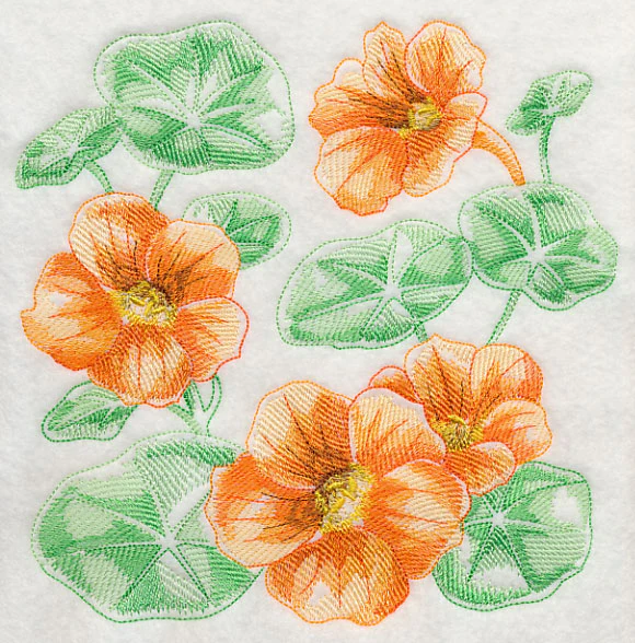 Nasturtium Sketch - Image 6
