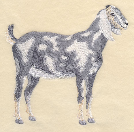Nubian Goat 2 - Image 4