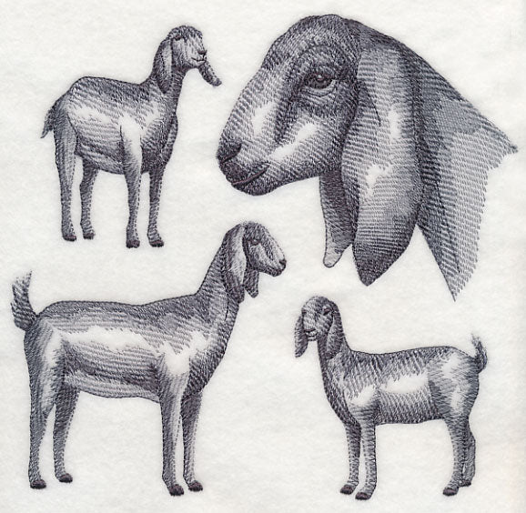 Nubian Goat Sketch - Image 5