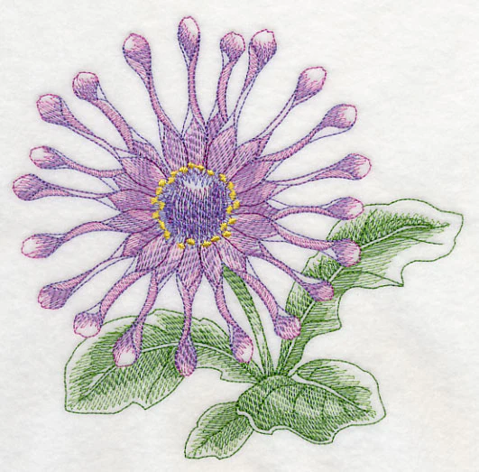 Osteospermum Beauty - Image 2