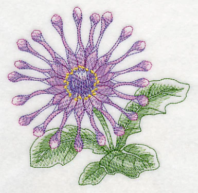 Osteospermum Beauty - Image 4