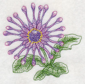 Osteospermum Beauty - Image 5