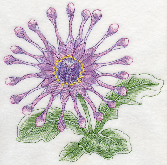 Osteospermum Beauty - Image 6