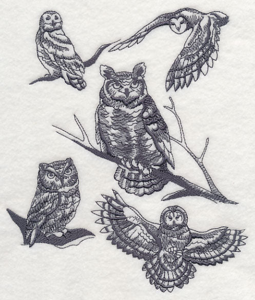 Owl Wisdom