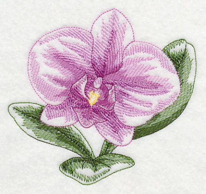 Phalaenopsis Beauty - Image 4