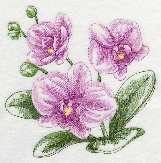 Phalaenopsis Sketch - Image 2