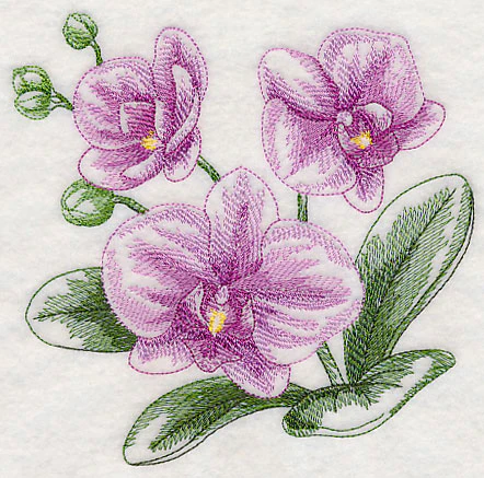 Phalaenopsis Sketch - Image 3