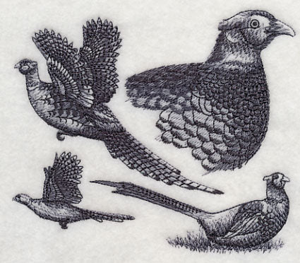 Pheasant Sketch - Image 4
