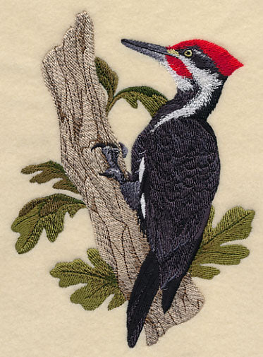 Pileated Woodpecker - Image 3