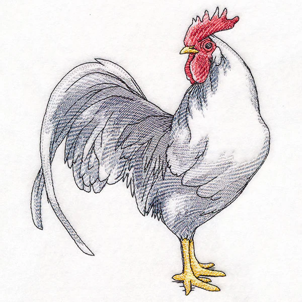Plucky Country Chicken - Image 4